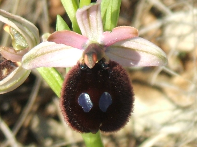 orchidee del gargano